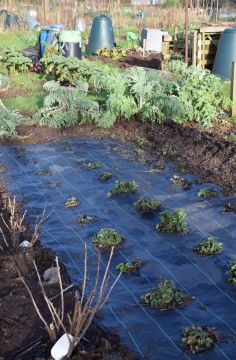 Vegetable plot
